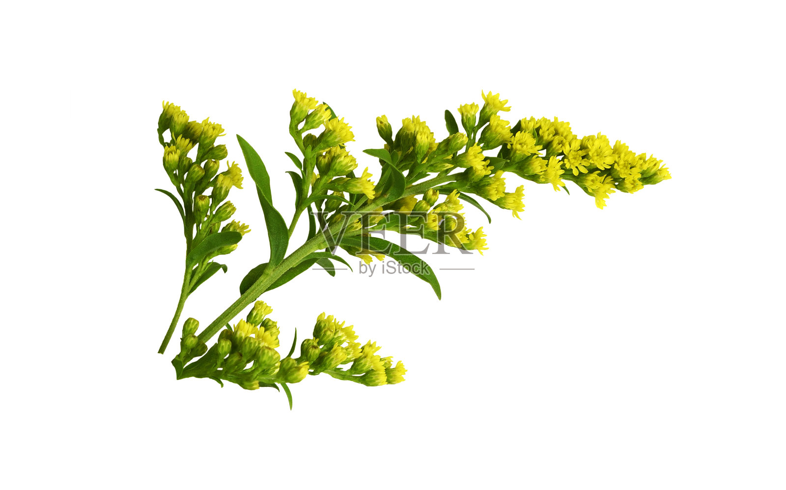 黄花(一枝黄花)的小枝和孤立的带绿色叶子的芽照片摄影图片