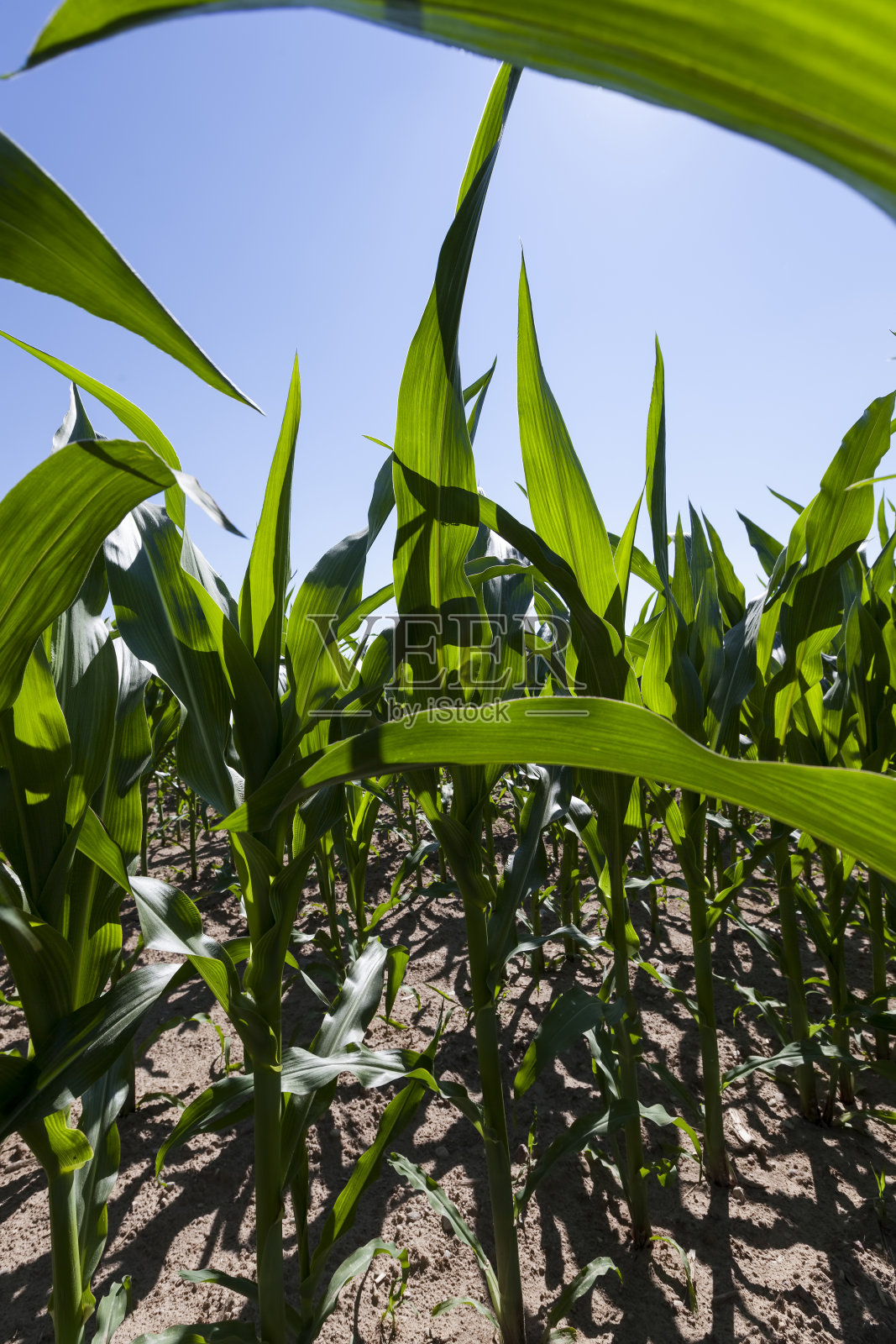 农田里绿色的小玉米照片摄影图片