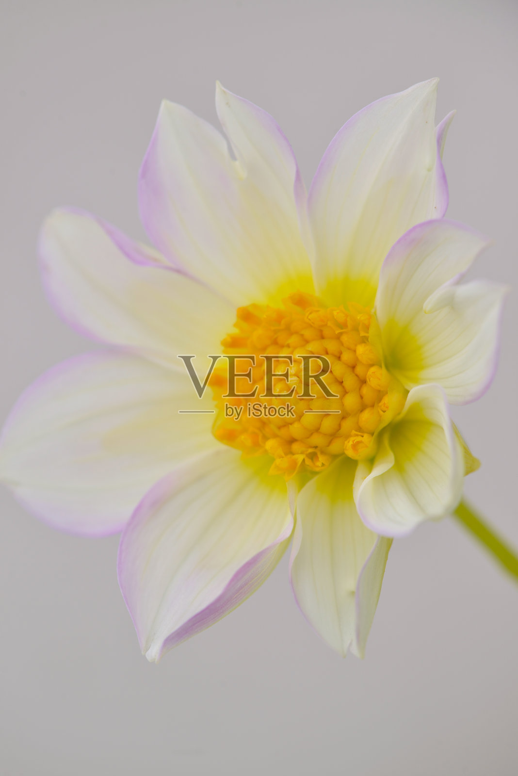 夏花照片摄影图片