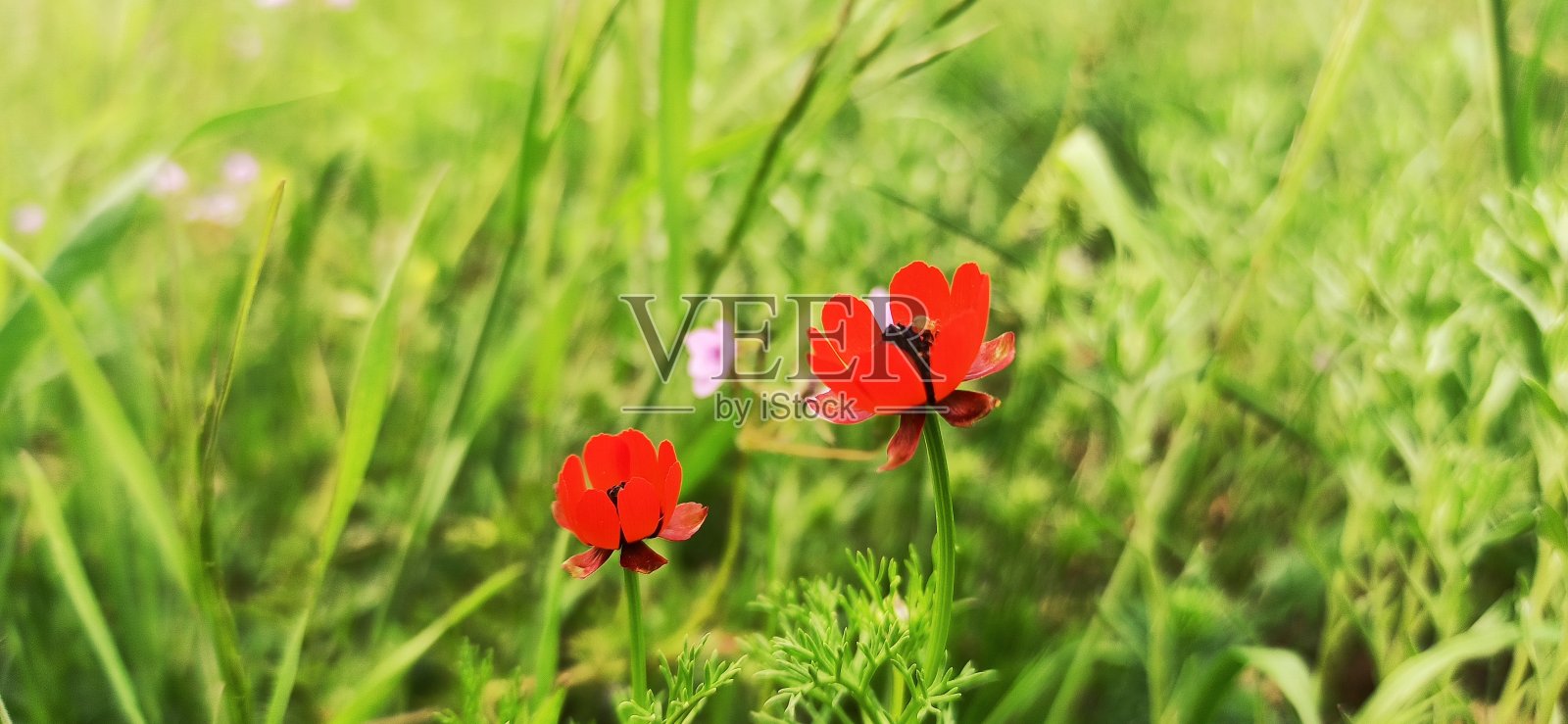 野鸡的阿多尼斯(植物)照片摄影图片