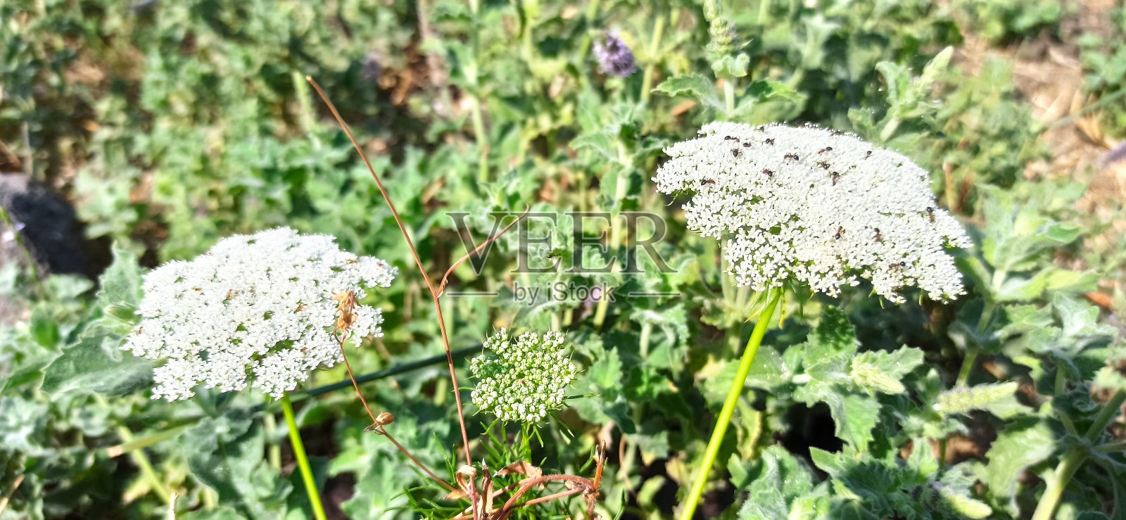 蠢蛋照片摄影图片