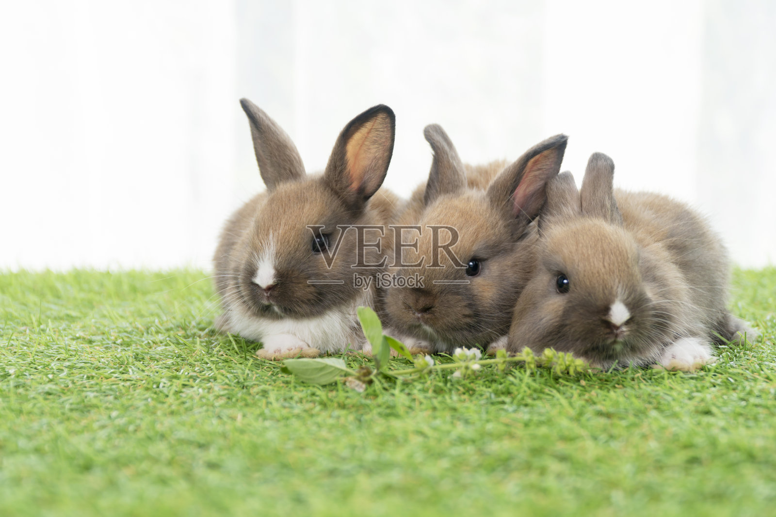复活节家庭动物兔子的概念。毛茸茸的三只可爱的棕白色小兔子坐在绿色的草地上。小兔子在草地上玩耍。照片摄影图片
