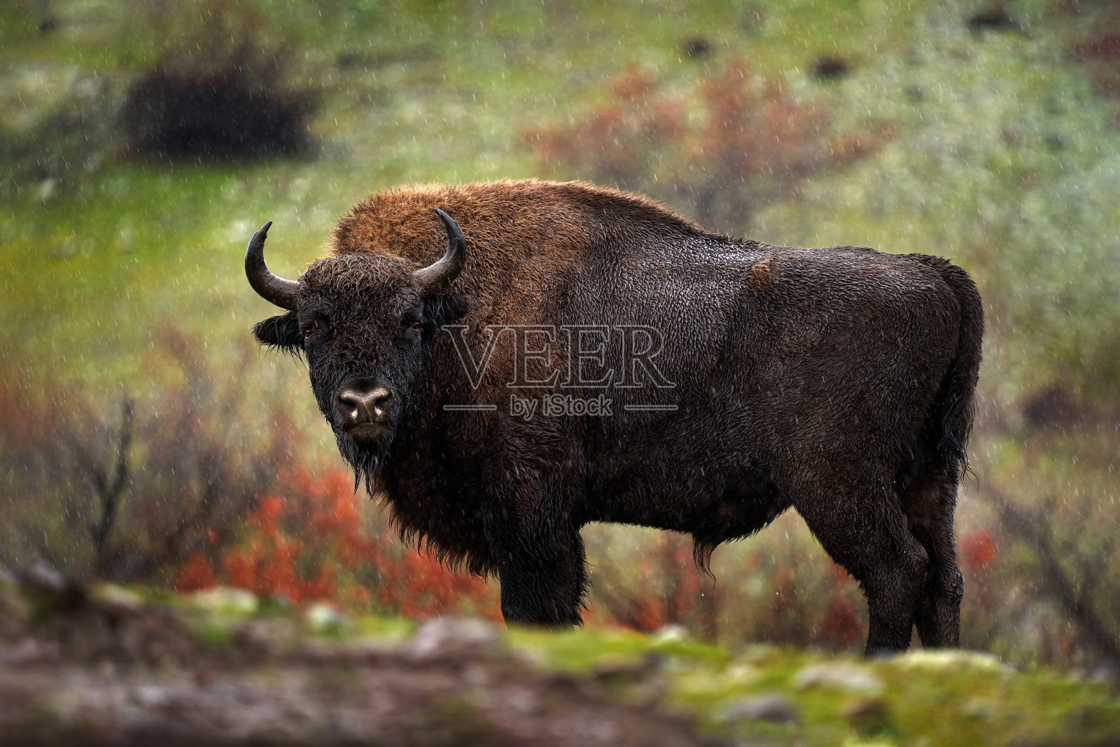 欧洲野牛：栖息地中的大型棕色动物照片摄影图片
