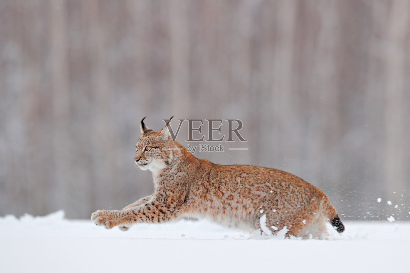 欧洲冬季的野生动物。山猫在雪地里，森林在下雪的二月。自然界中的野生动物，德国。欧洲冬季的野生动物。照片摄影图片