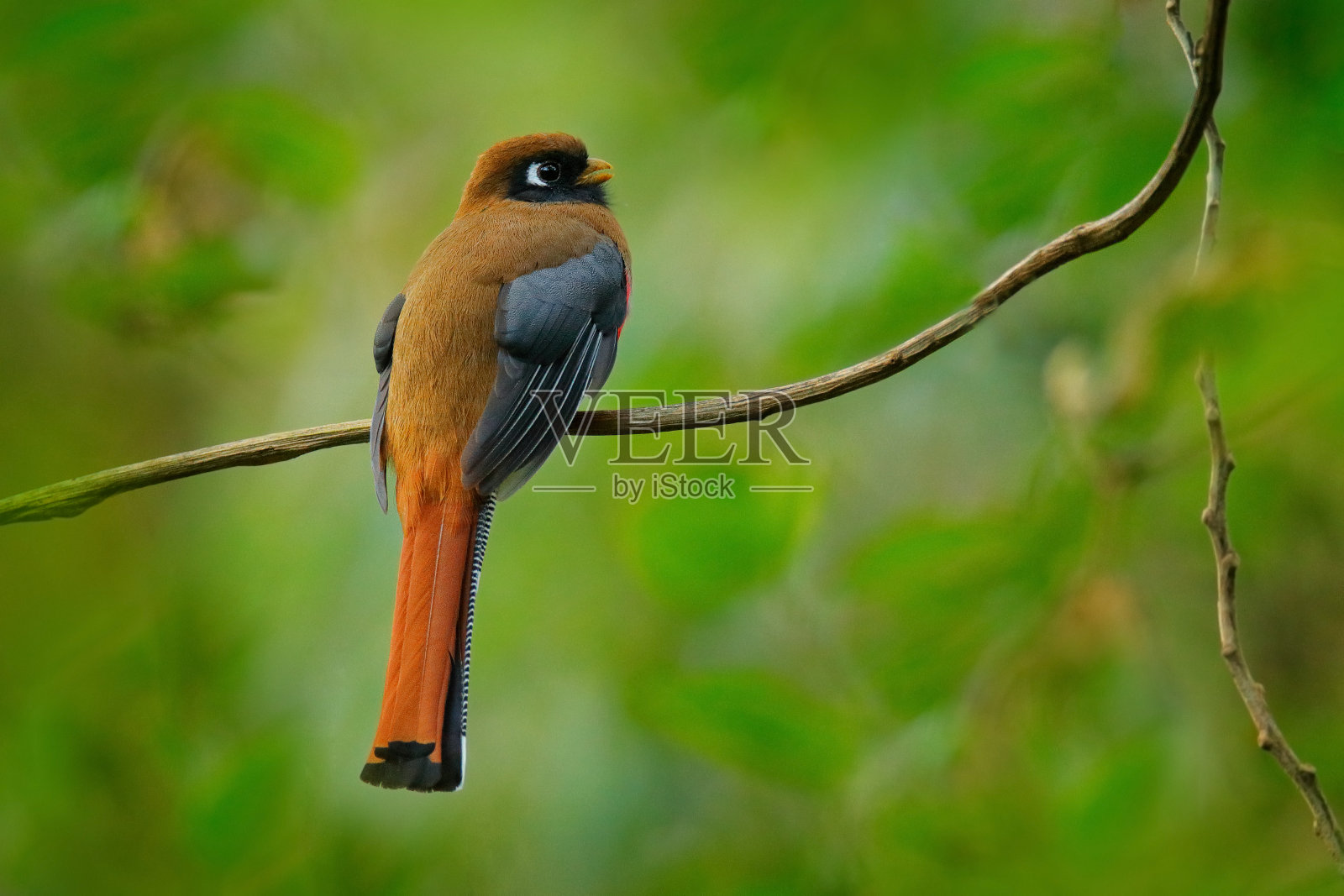 在厄瓜多尔的圣伊西德罗，自然栖息地有红色和棕色的蒙面龙。照片摄影图片