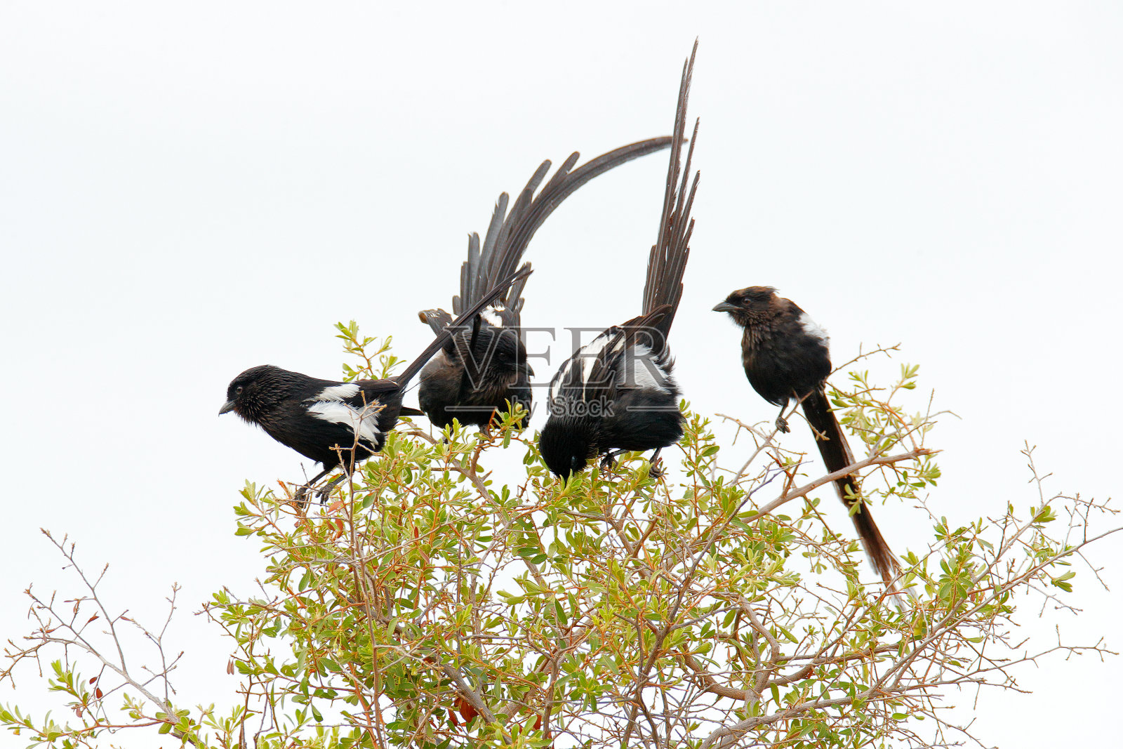 黑脉金猴，喜鹊伯乐，非洲长尾鸟，坐在热带草原的树干上。黑伯劳鸟在草地栖息地，野生动物的场景从自然，奥卡万戈，南非。照片摄影图片