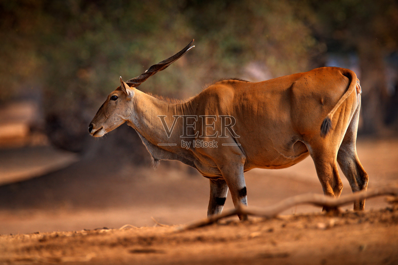 大羚羊，羚羊，非洲大型棕色自然栖息地哺乳动物。绿色植被中的伊兰，津巴布韦马纳池NP。大自然中的野生动物。照片摄影图片