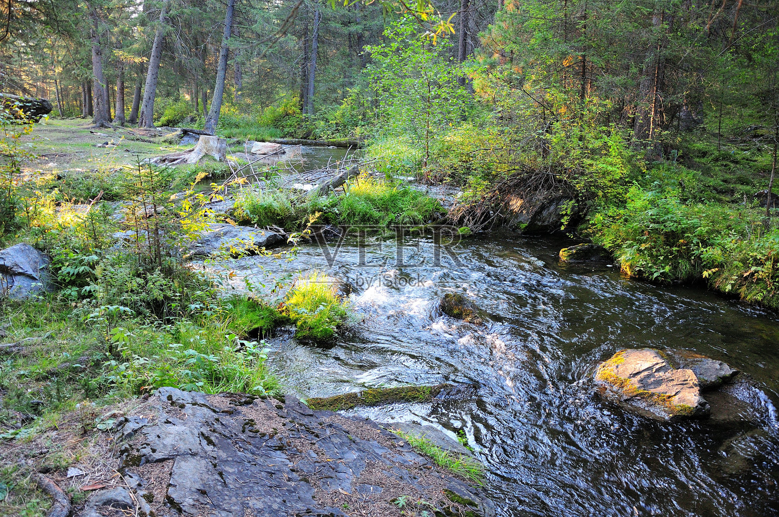 清晨，一条平静的小河流过密林。照片摄影图片