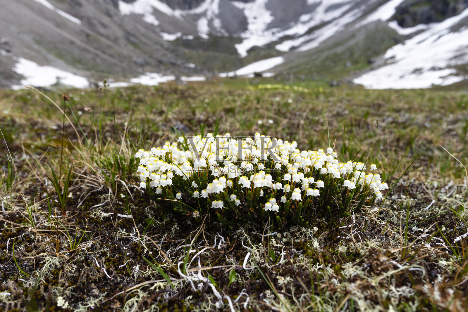 美丽的花朵映衬着科达山脉。贝加尔湖地区，科达尔国家公园。照片摄影图片