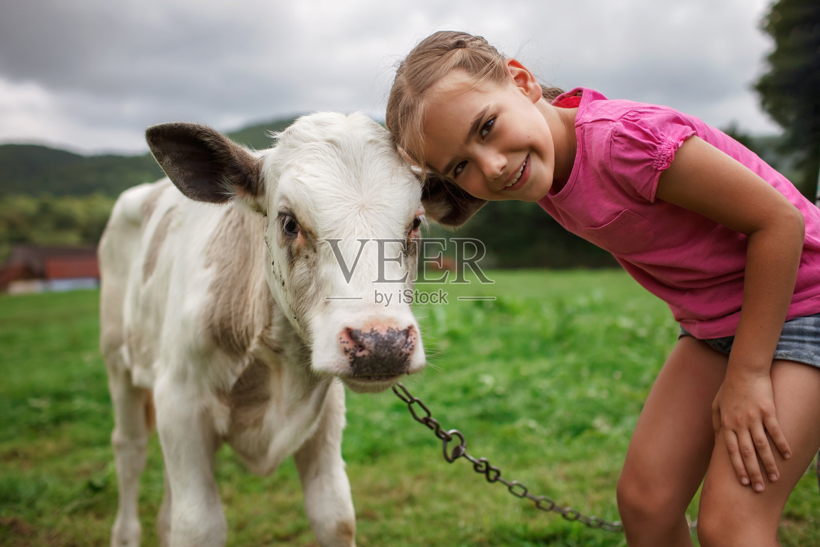 暑假里，小孩儿在农场喂小牛，抚摸小牛，奶牛在农场附近的山上吃草照片摄影图片