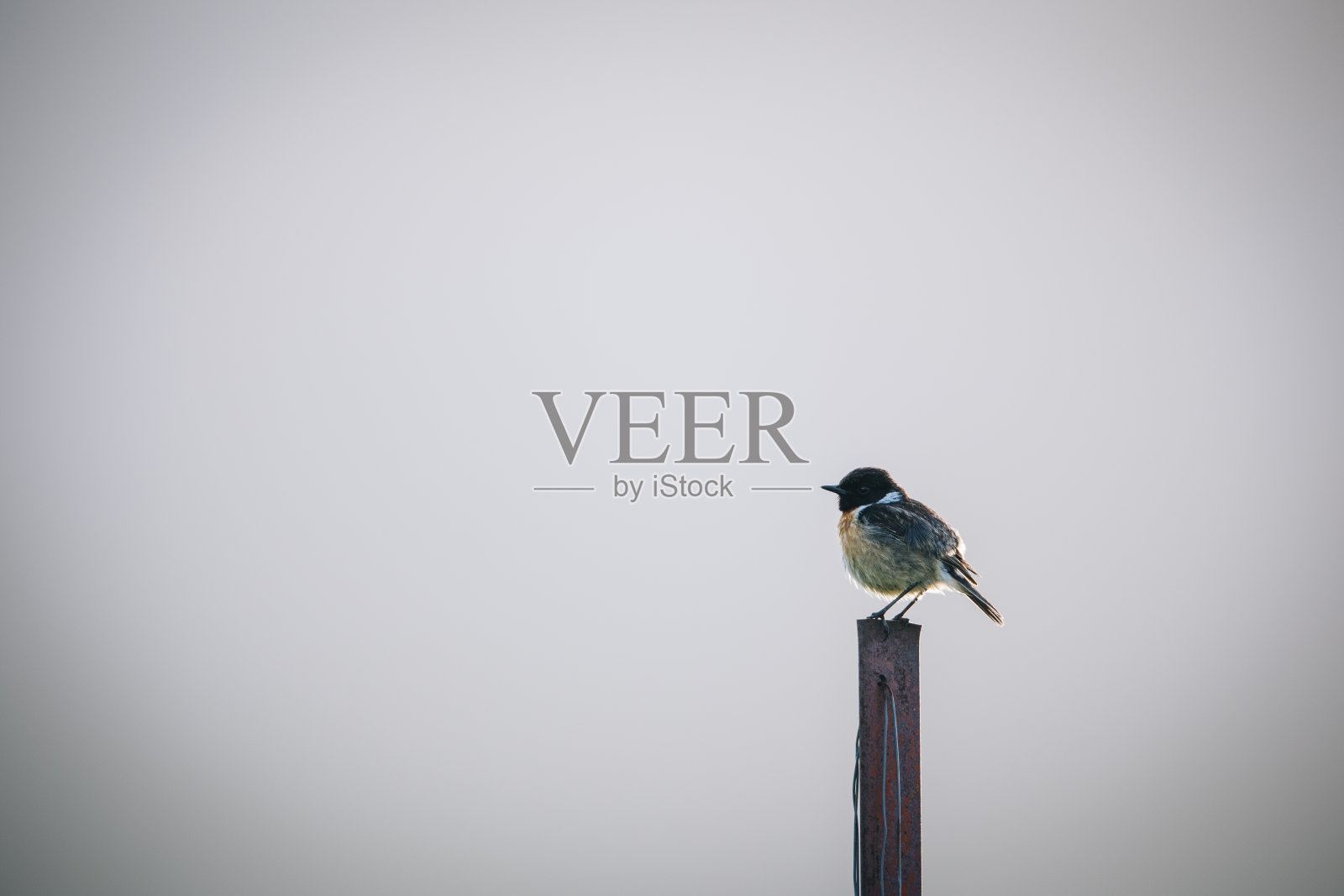 一只西班牙麻雀栖息在树上照片摄影图片