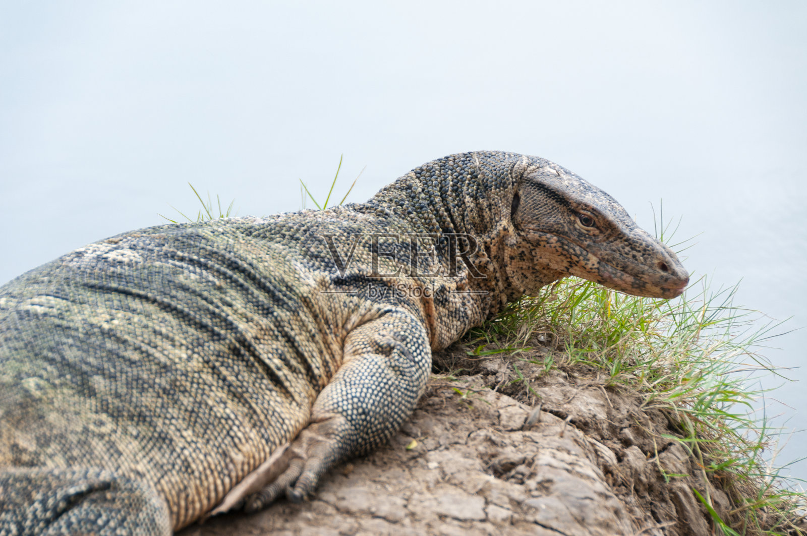 巨蜥照片摄影图片