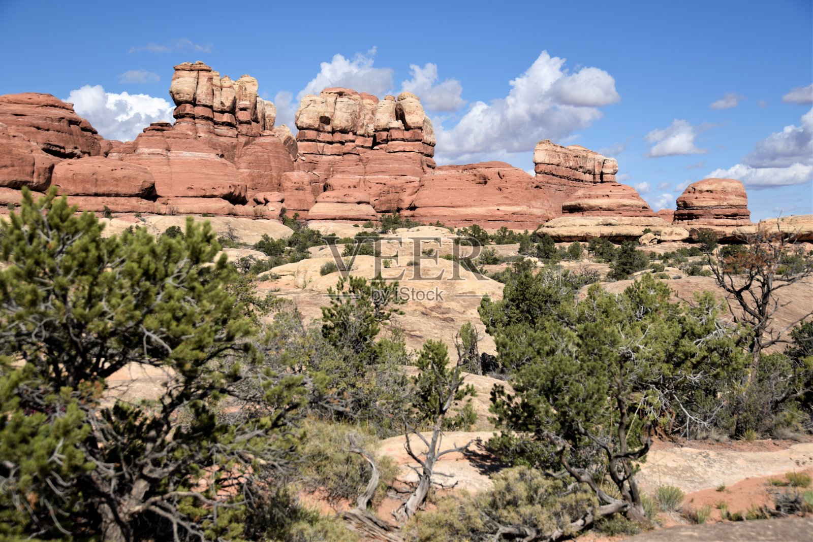 针照片摄影图片