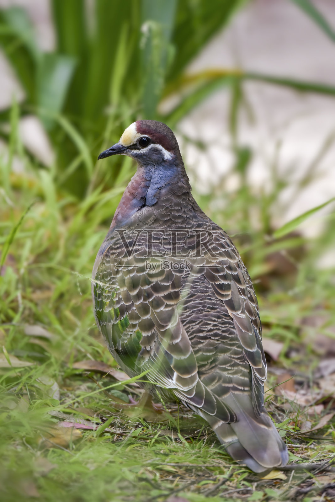 铜翅鸽照片摄影图片