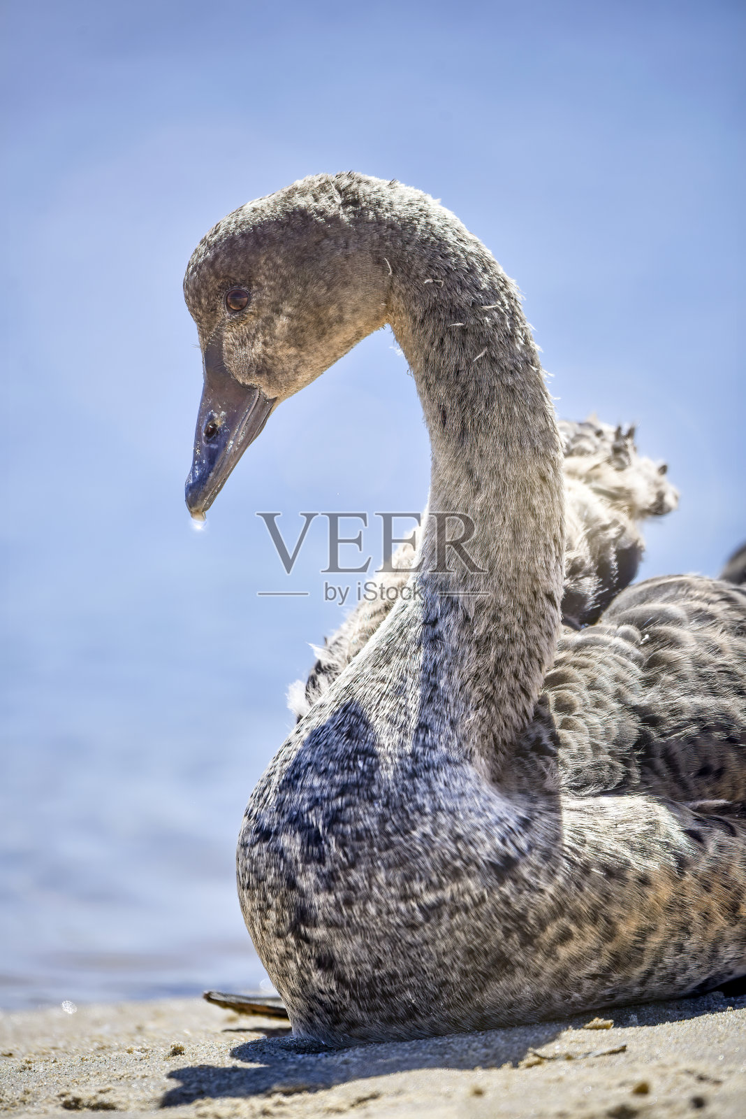 几乎长成了黑天鹅小天鹅照片摄影图片