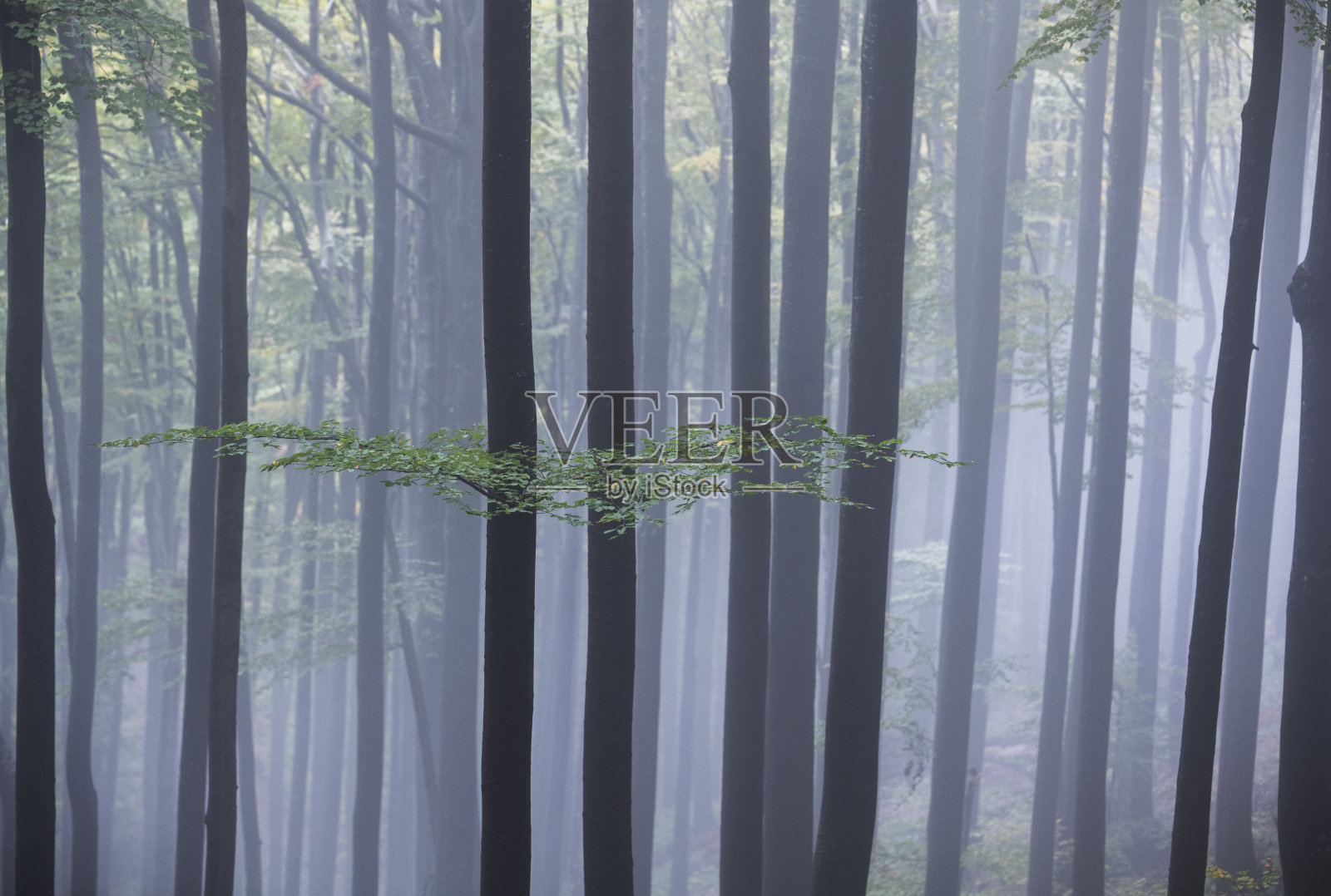 迷雾森林中的树木照片摄影图片