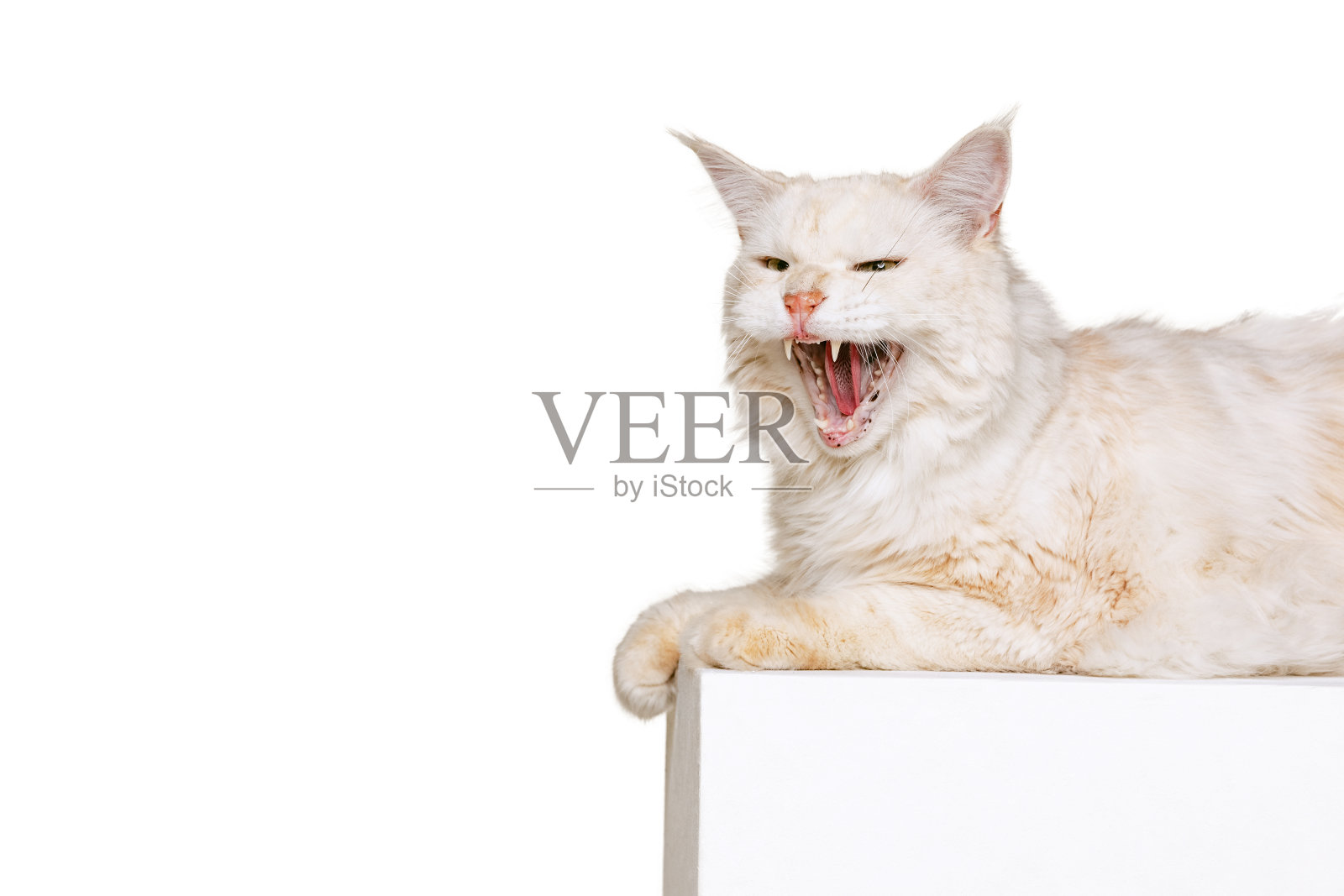 一只漂亮的奶油色猫，大毛茸茸的缅因猫躺在白色的工作室背景上打哈欠。动物的生活概念照片摄影图片