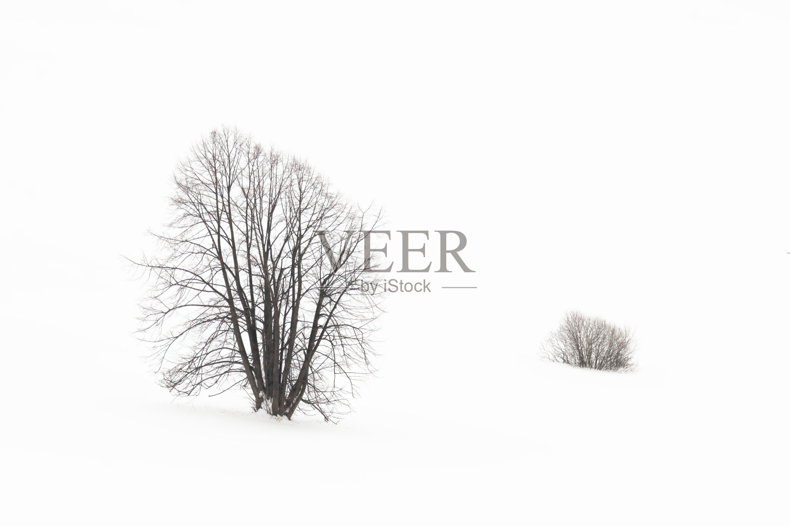 单树站在冬天的雪地环境照片摄影图片