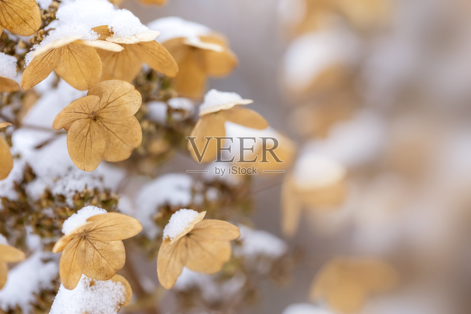花下的雪照片摄影图片