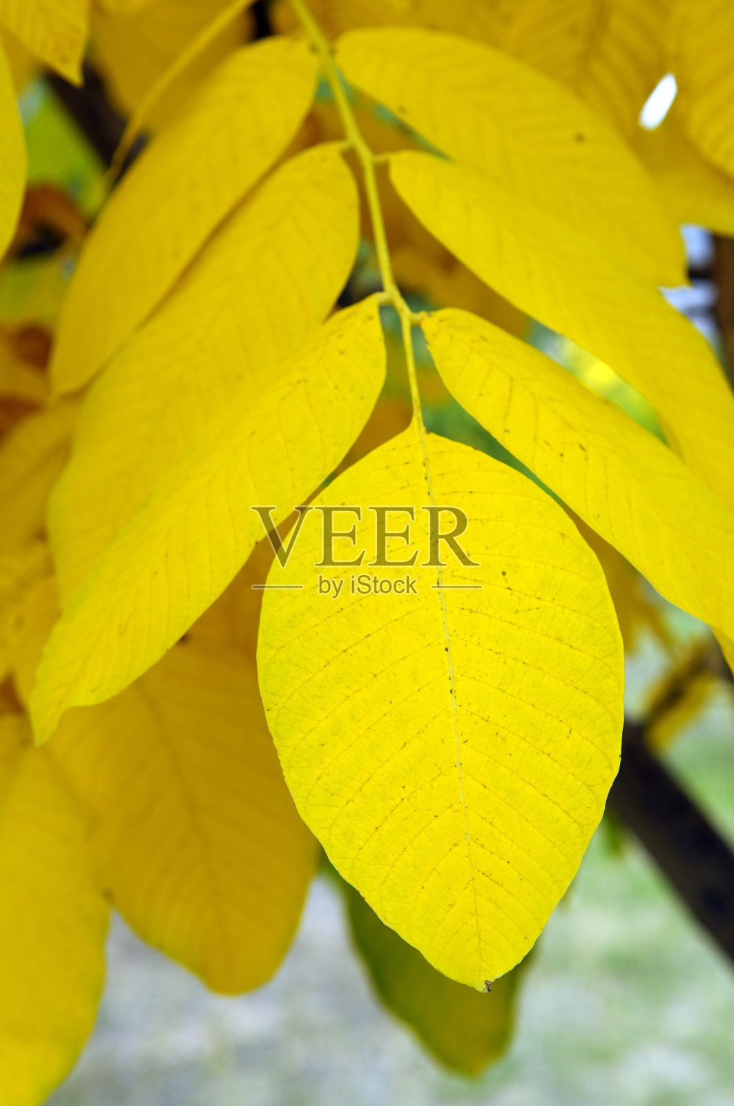 黄色的叶子照片摄影图片