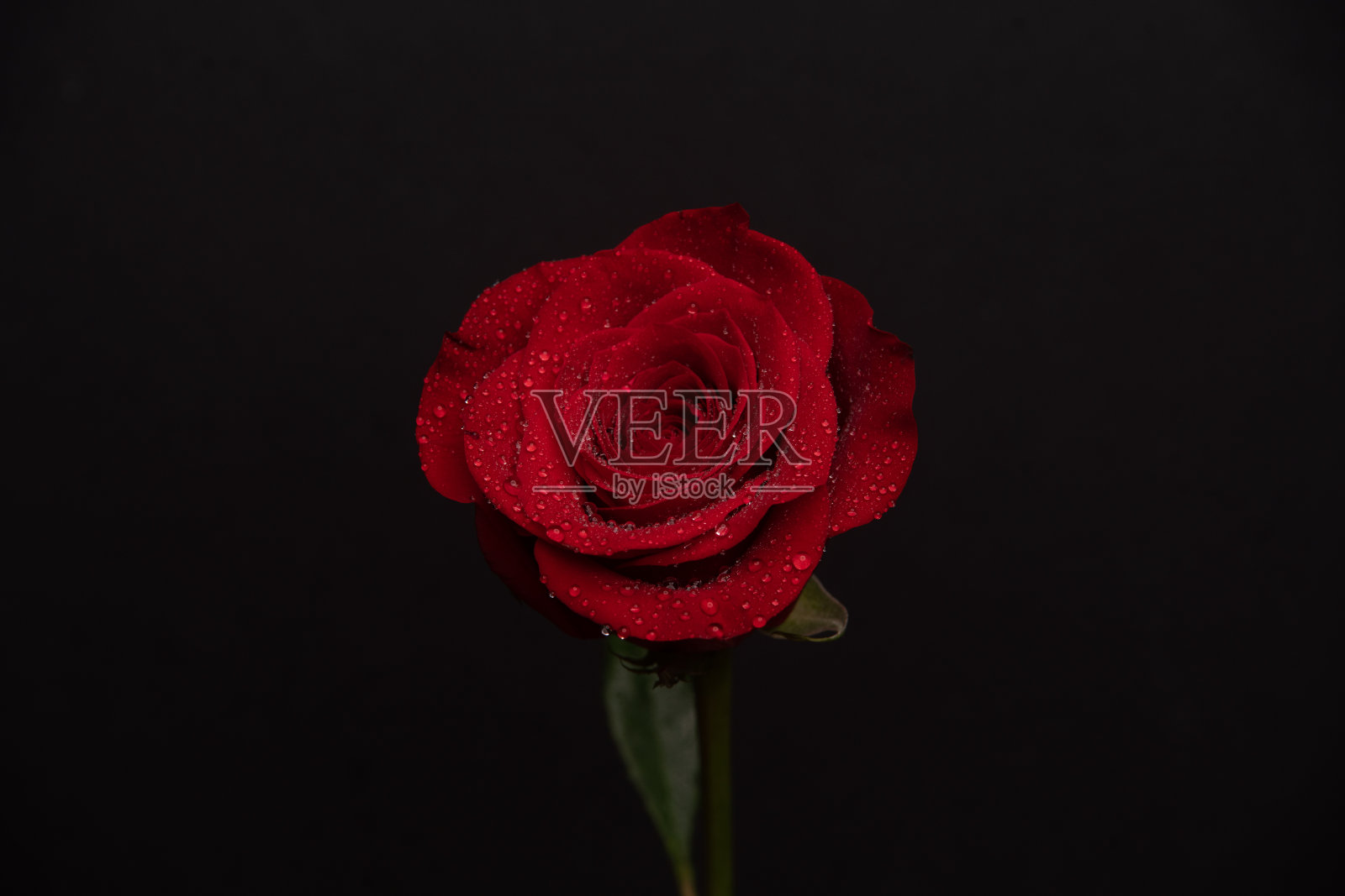 一朵盛开着水滴的玫瑰的特写照片摄影图片