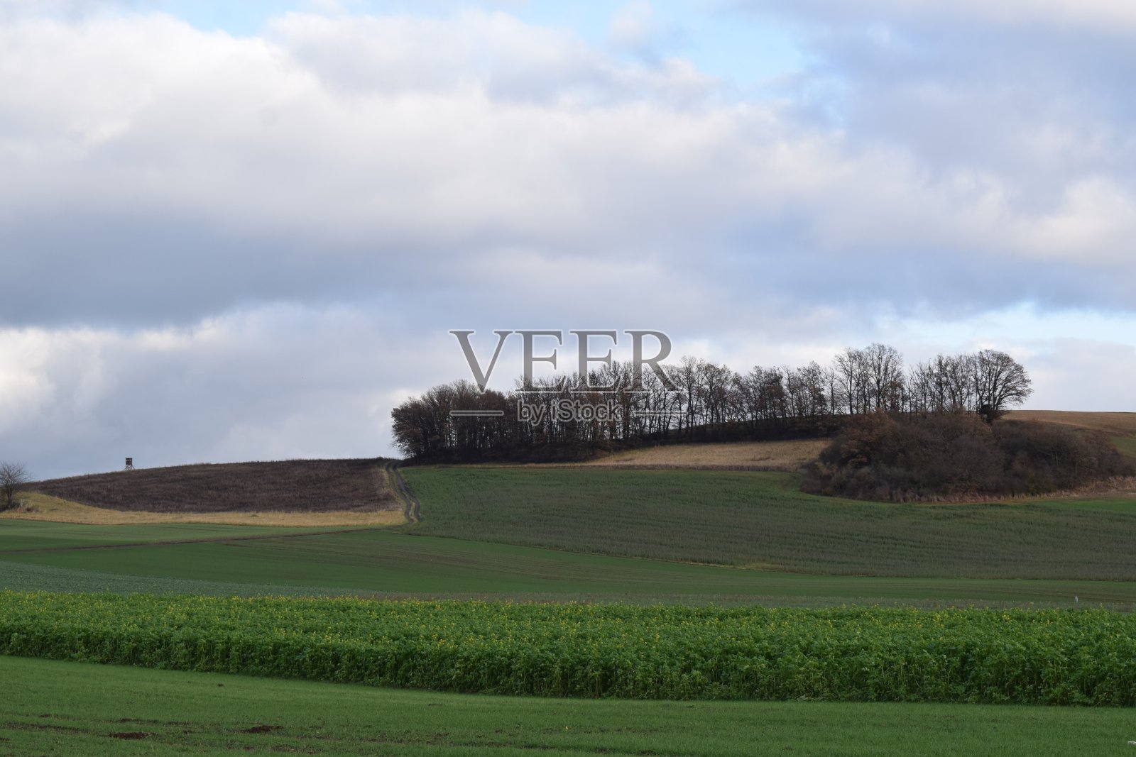 绿色的艾菲尔山与大胆的树木在12月照片摄影图片