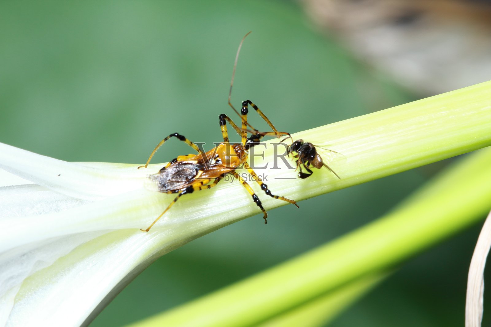 公园里的昆虫照片摄影图片