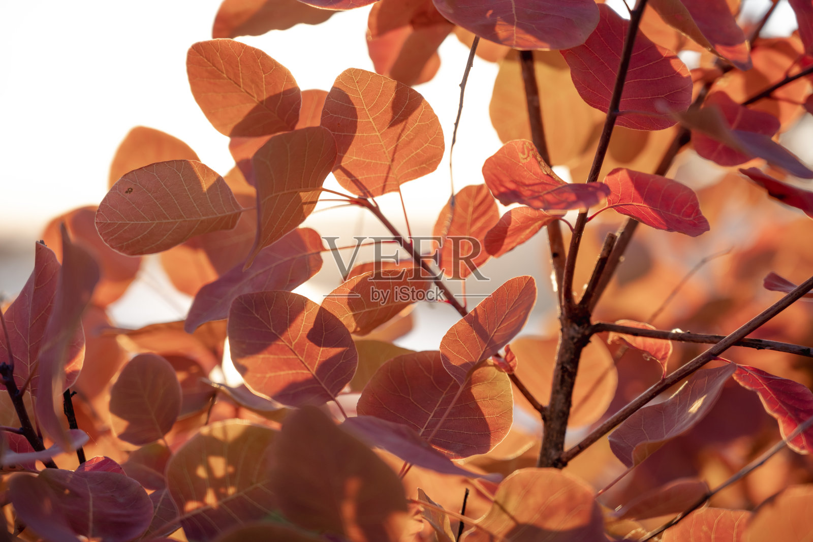 秋天的射线照片摄影图片