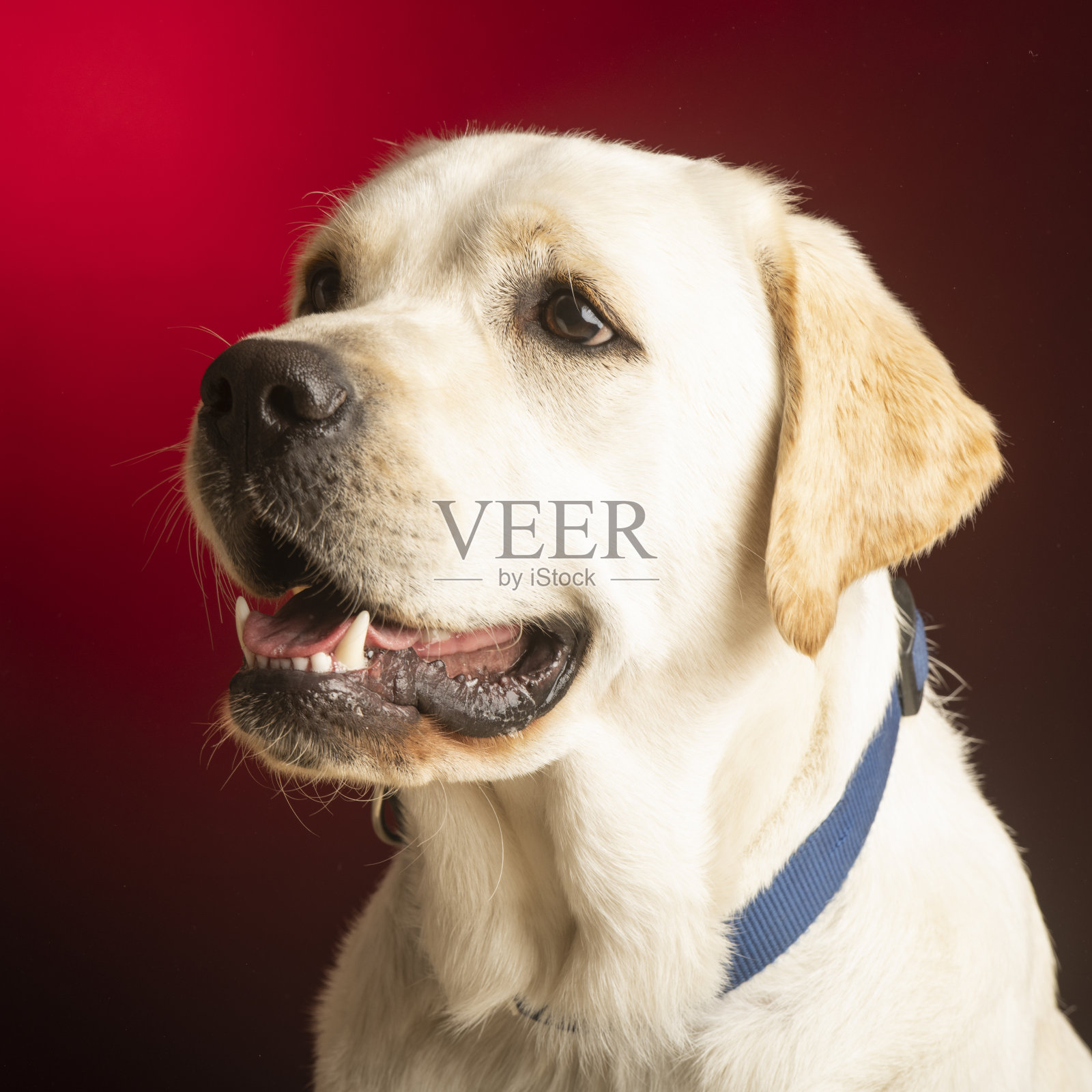 工作室里的狗肖像照片摄影图片