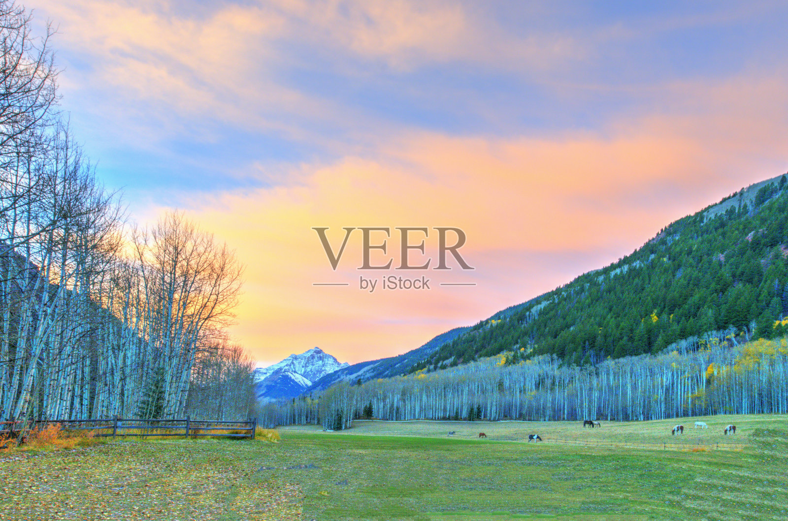 科罗拉多州阿斯彭附近的高山牧场照片摄影图片