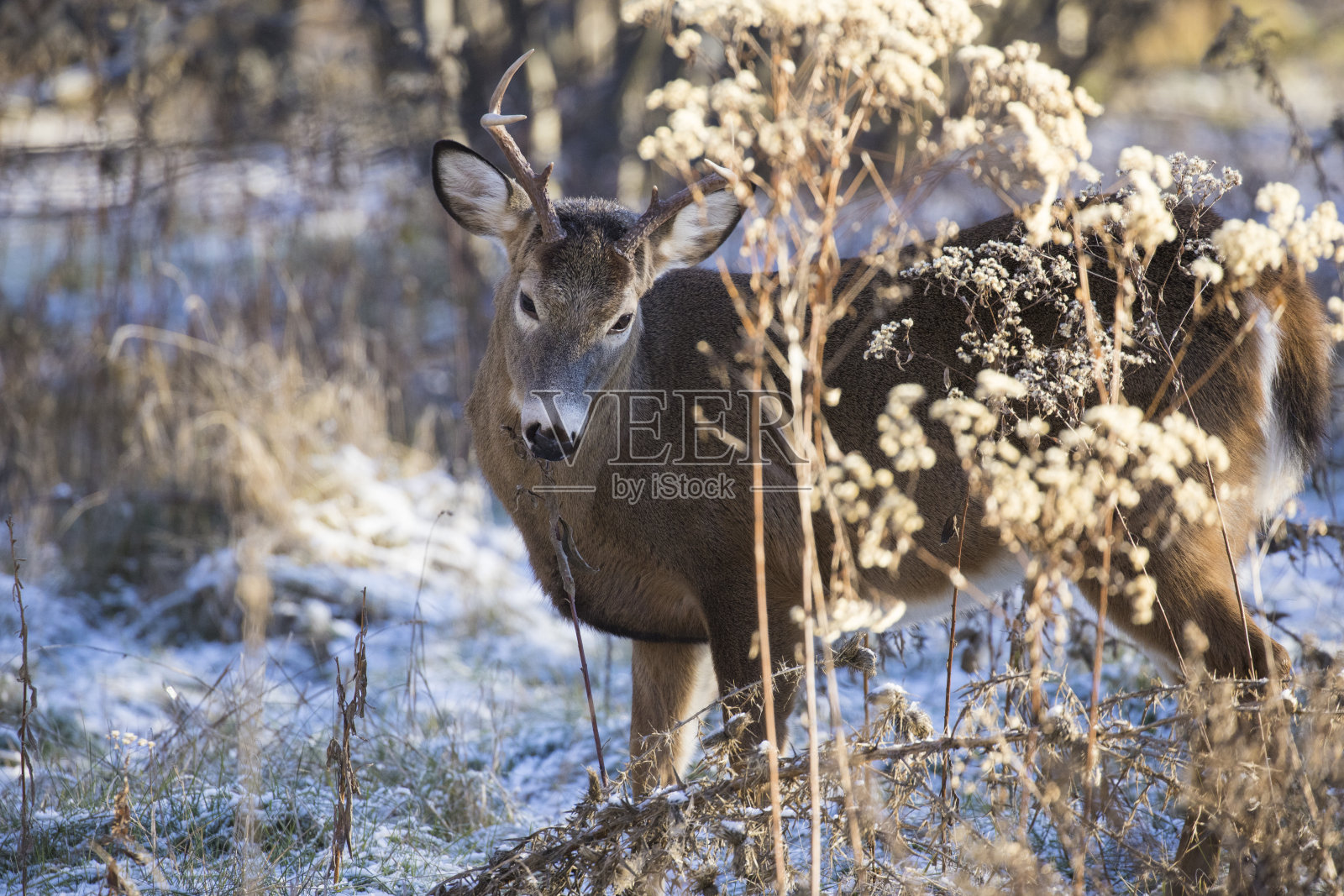 白色跟踪鹿照片摄影图片