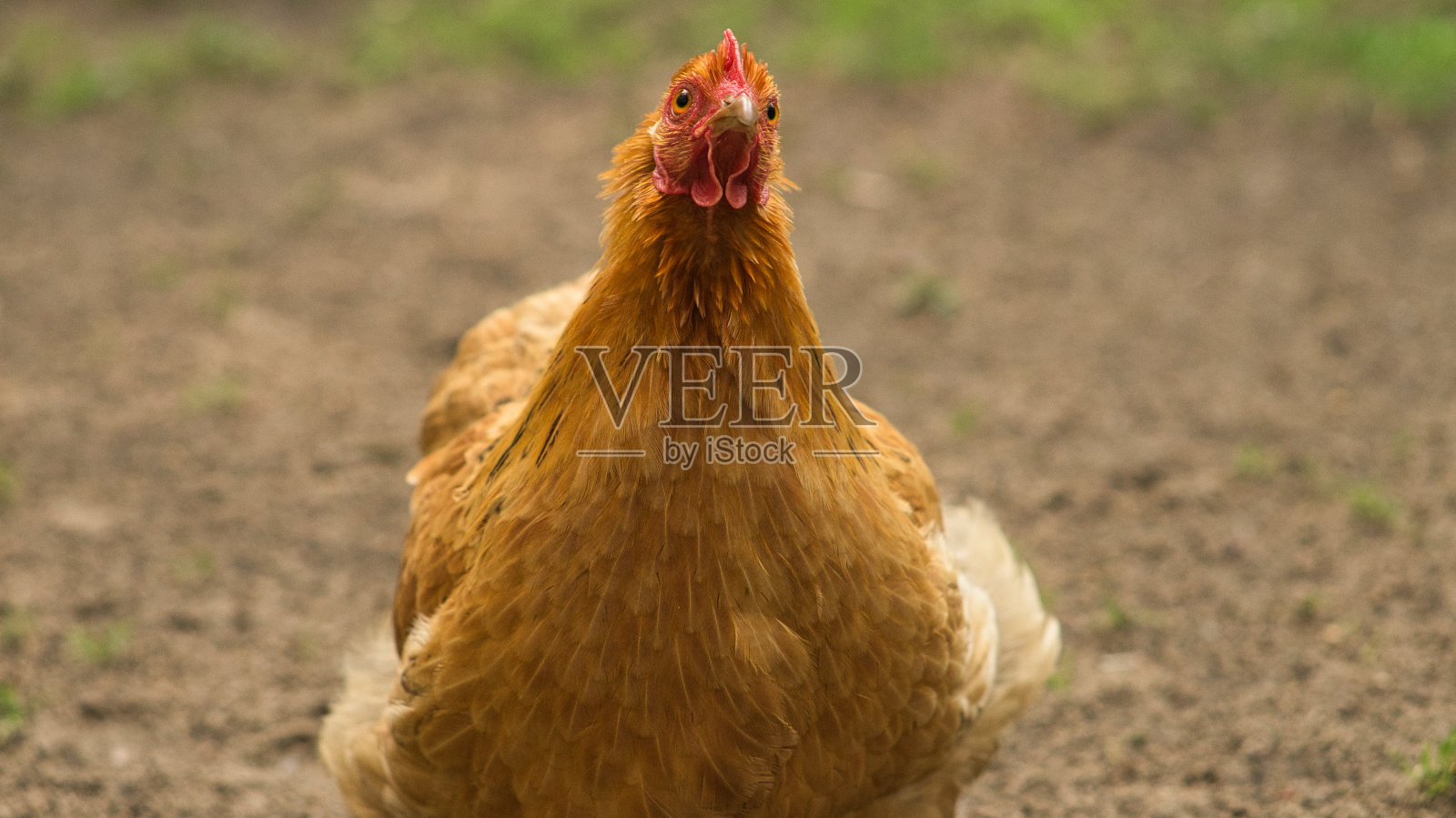 在农场寻找食物的母鸡照片摄影图片