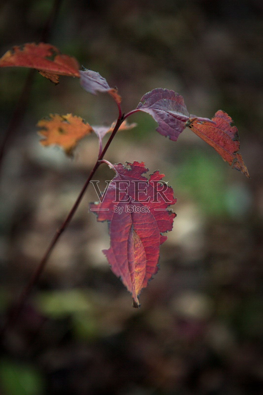 模糊背景上一片秋叶的特写。秋天的概念。秋天的树叶。照片摄影图片