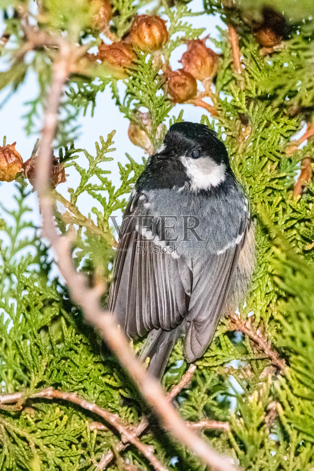 煤山雀栖息在树枝上照片摄影图片
