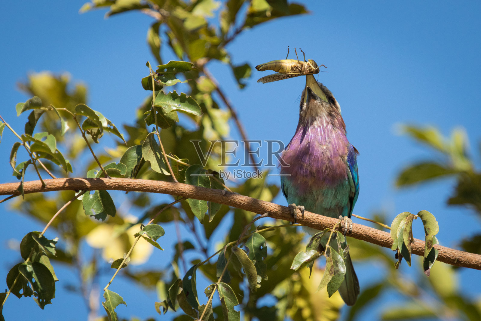 克鲁格国家公园，美丽的紫丁香纽扣的滚轮用嘴叼着一只蚱蜢。照片摄影图片