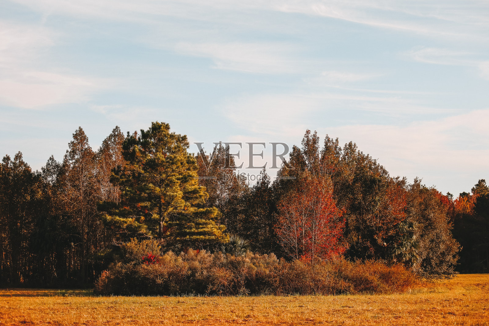 秋天期间树木丛生。照片摄影图片