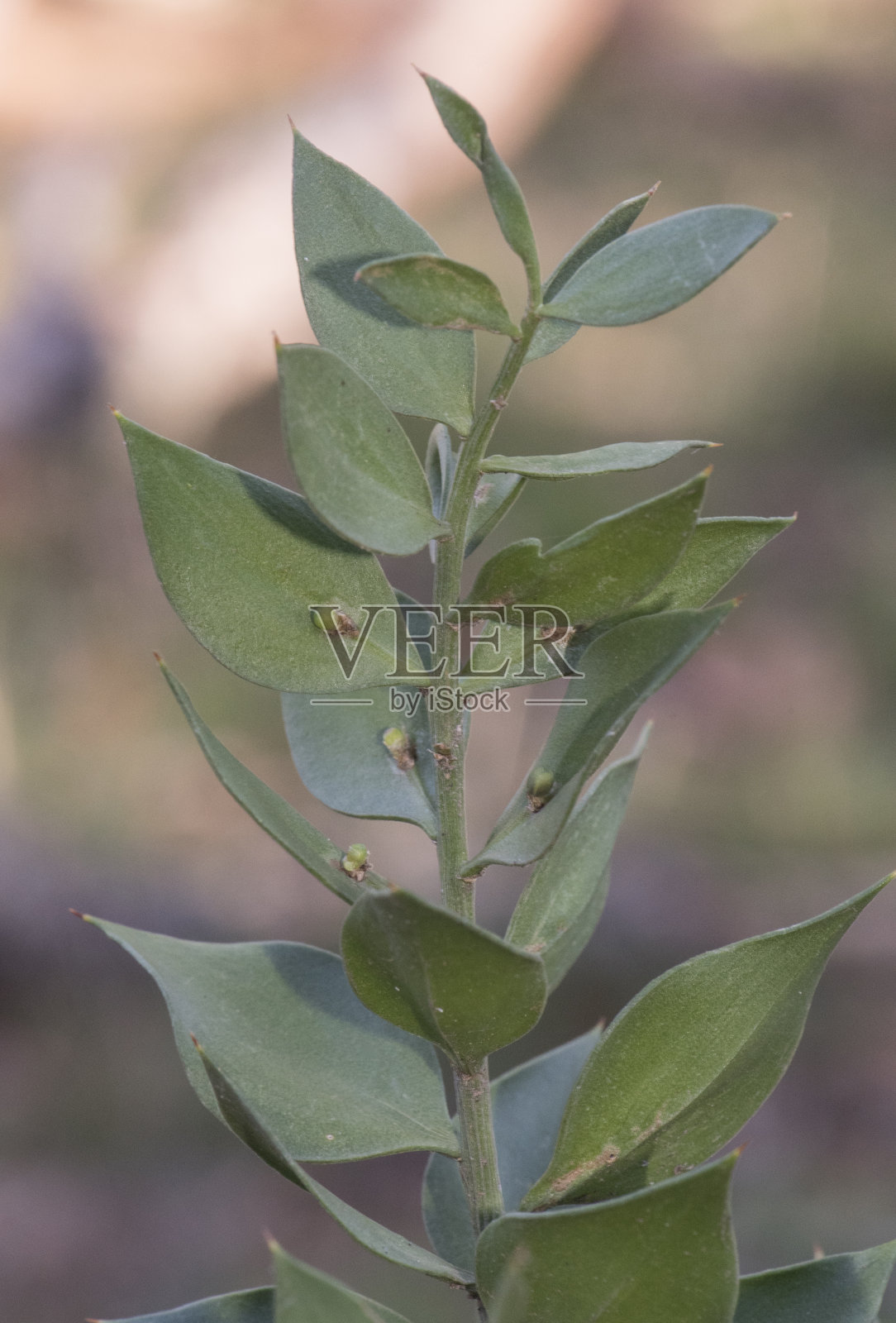 小的尖叶灌木，有深红色的浆果和自然背景上的小花照片摄影图片