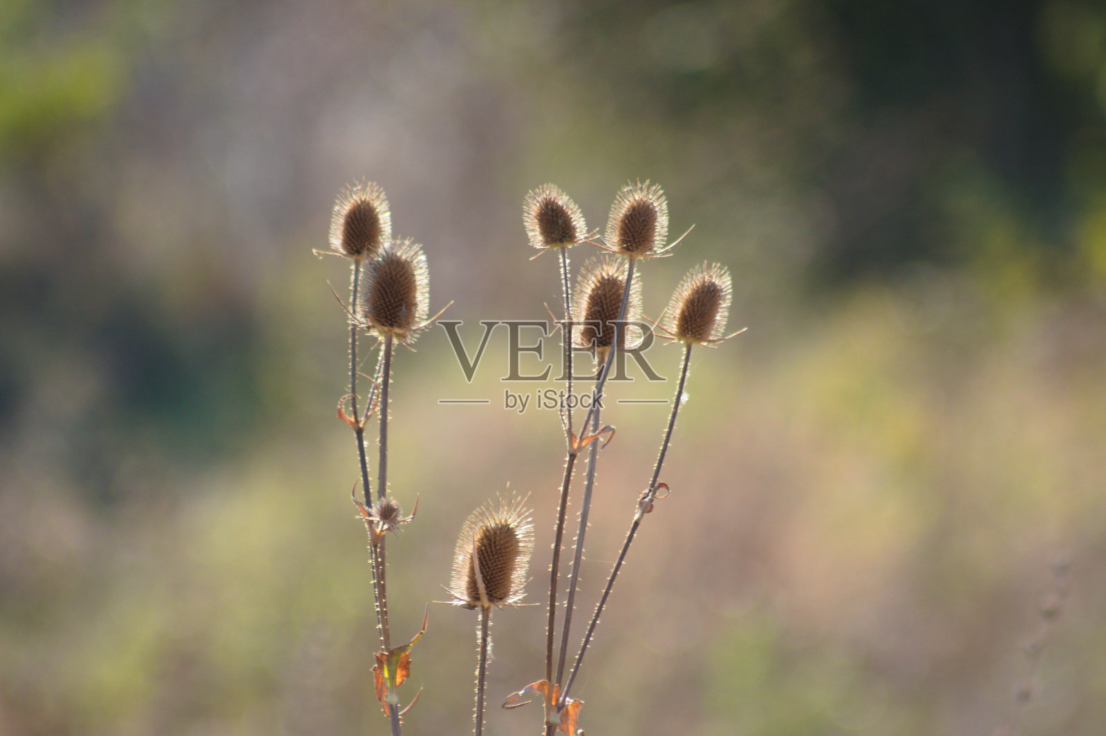 短续断的种子模糊的背景近景照片摄影图片