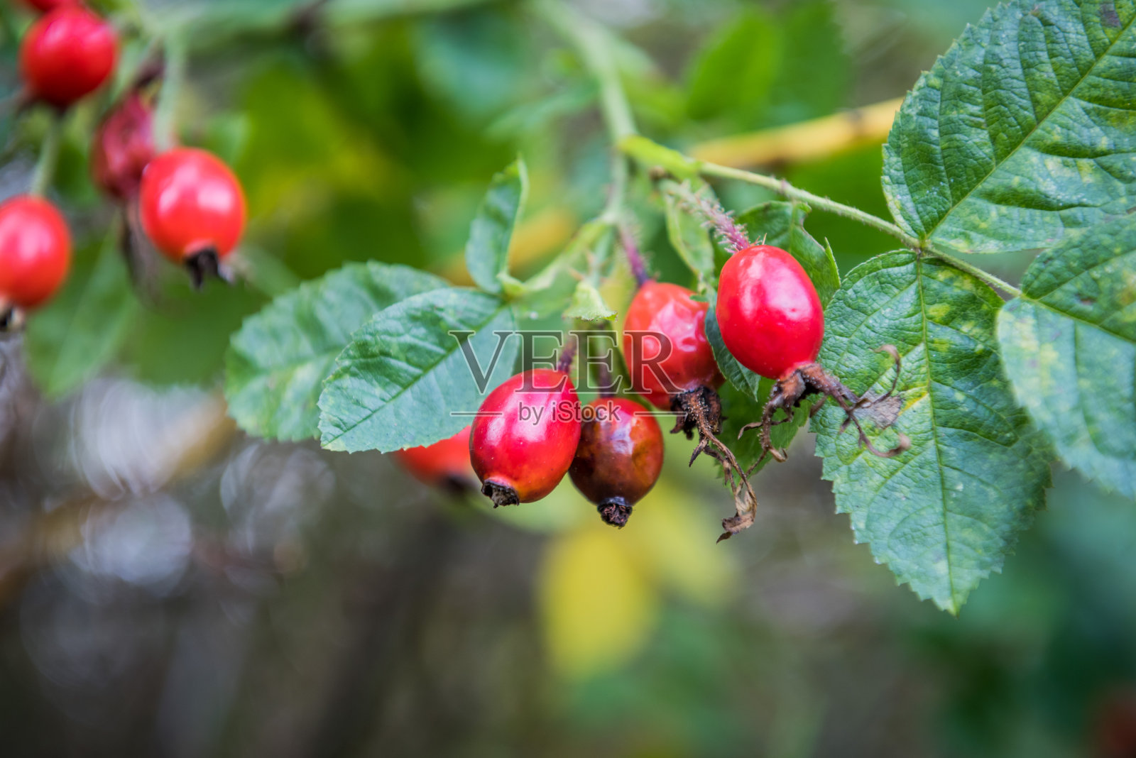 初秋的玫瑰果照片摄影图片