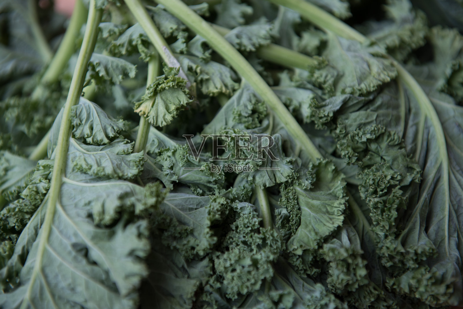 卷叶甘蓝的特写照片摄影图片