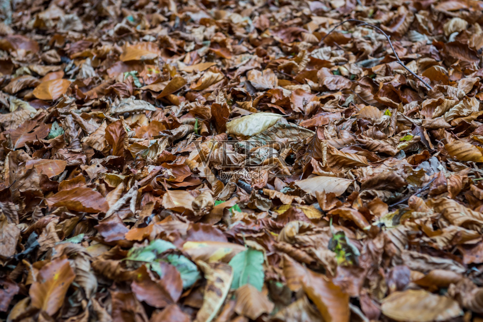 森林地面上的落叶照片摄影图片