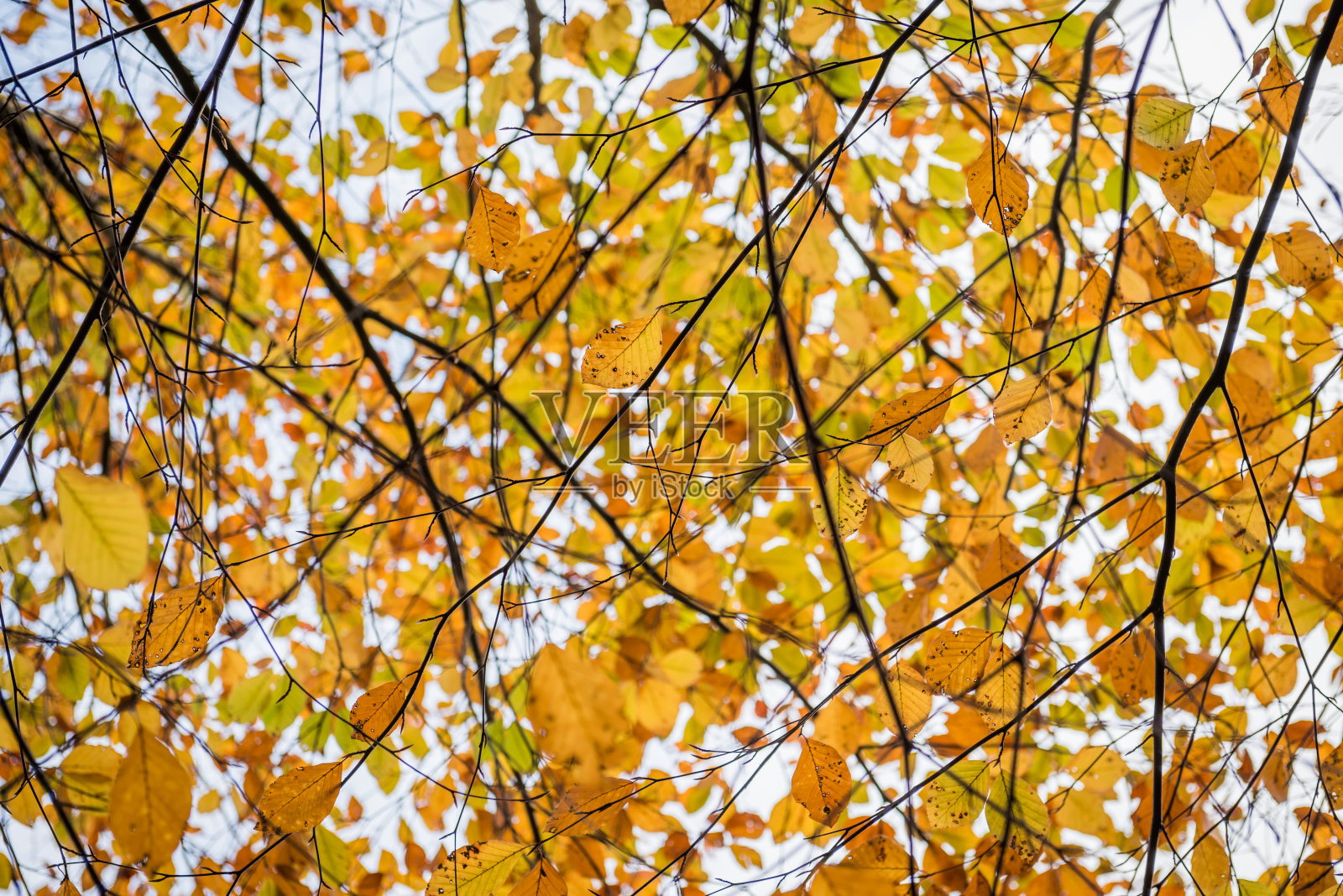 山毛榉树叶在秋天的颜色照片摄影图片