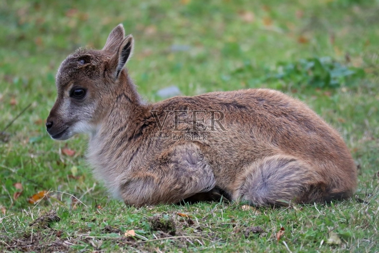 小山羊照片摄影图片
