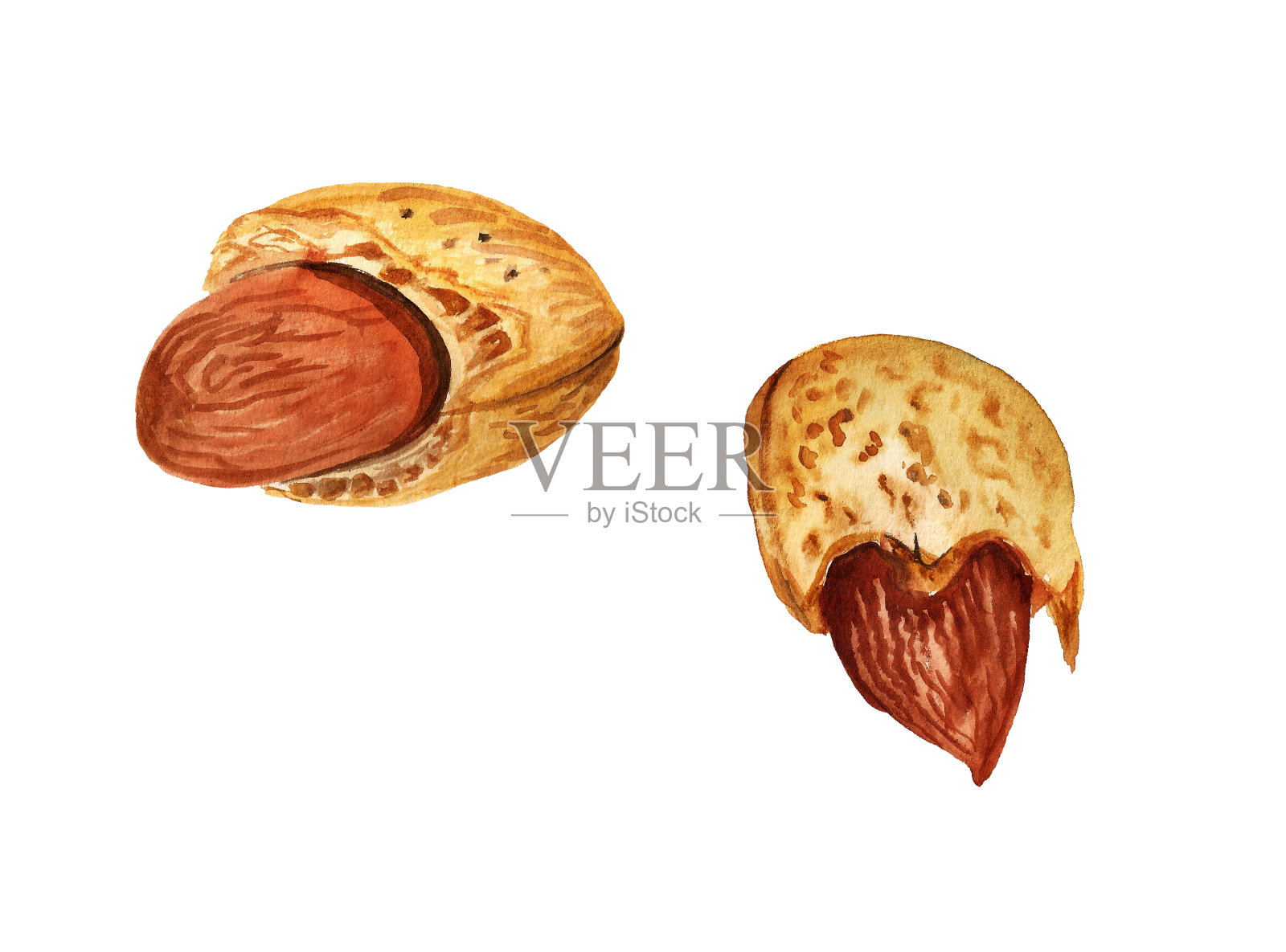 水彩杏仁果仁插画图片素材