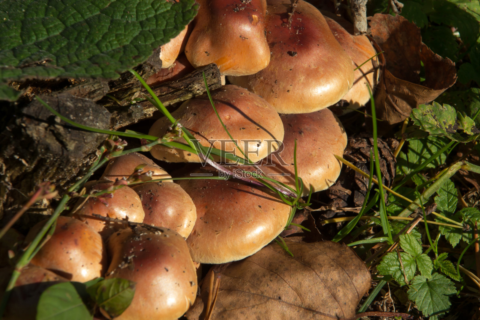 生长在森林里的一群蘑菇照片摄影图片