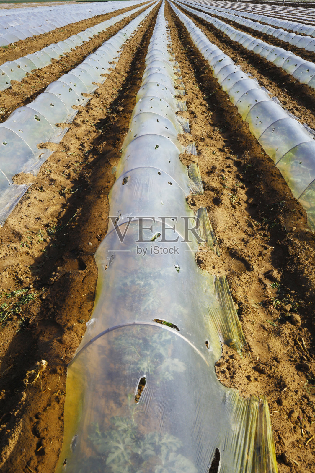 西瓜种植地膜覆盖照片摄影图片