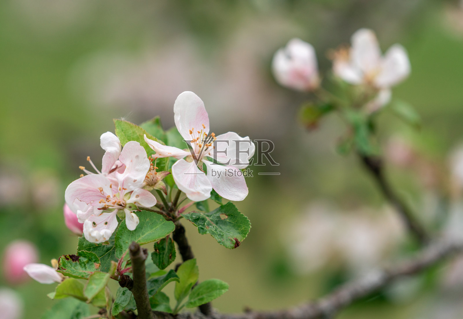 苹果树在春天开花。充满明亮的灯光作为温暖季节果园的概念照片摄影图片