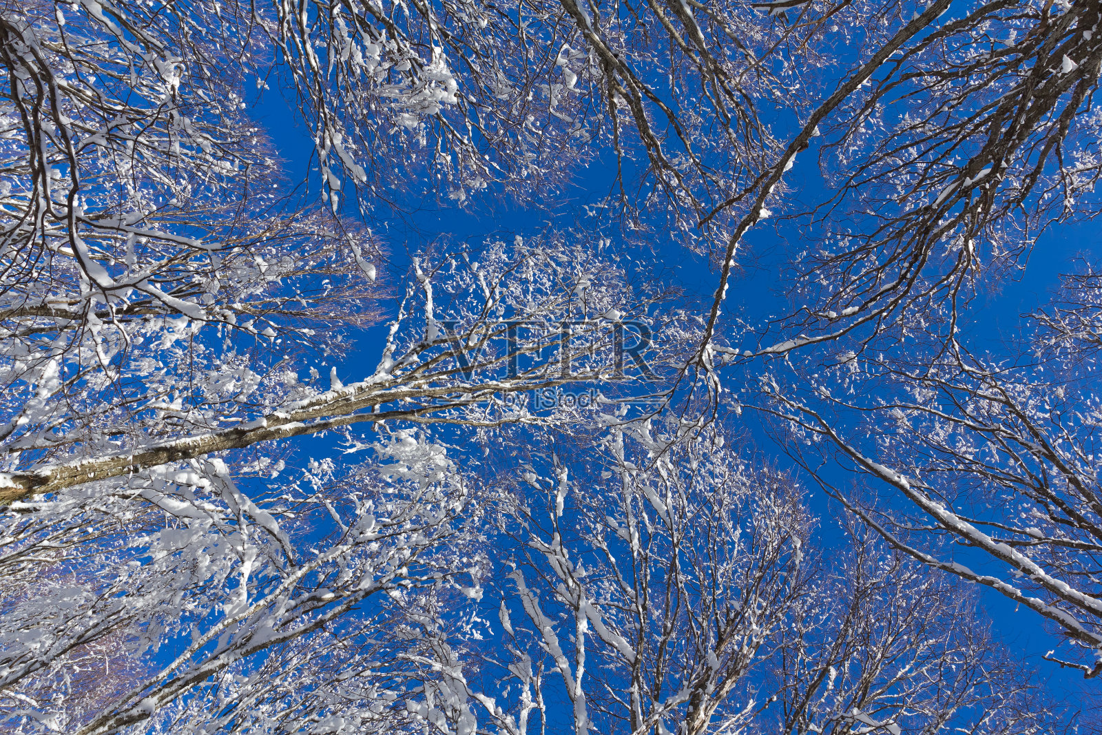 高高的树木被白雪覆盖，背景是蓝色的天空照片摄影图片