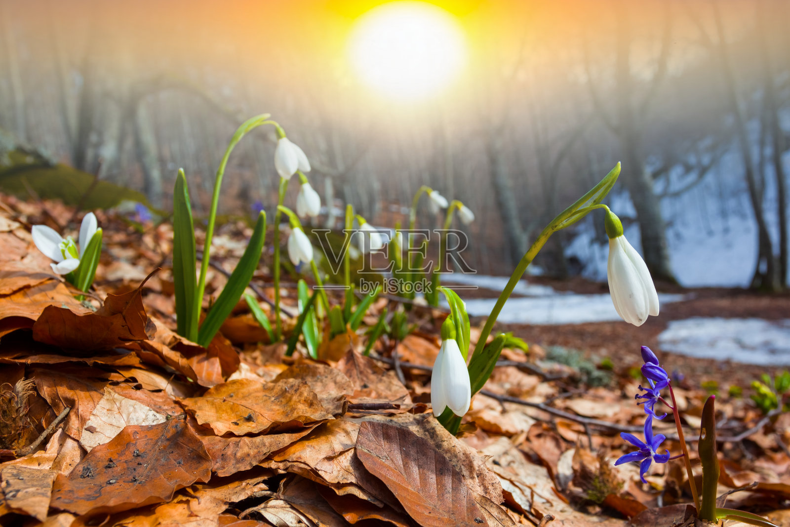 春天森林空地照片摄影图片