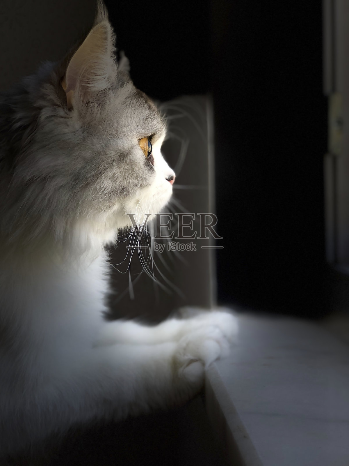 一只高贵高贵的猫照片摄影图片